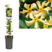 Stjernejasmin Fra Toscana D17Cm H75Cm