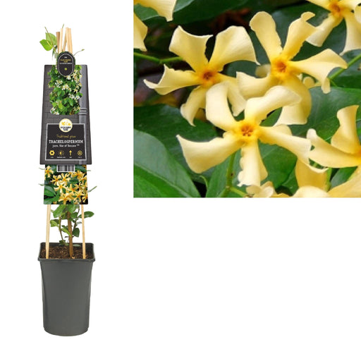 Stjernejasmin Fra Toscana D17Cm H75Cm