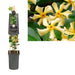 Stjernejasmin Fra Toscana D17Cm H75Cm