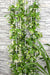Star Jasmine - Sæt Med 2 Jasminer