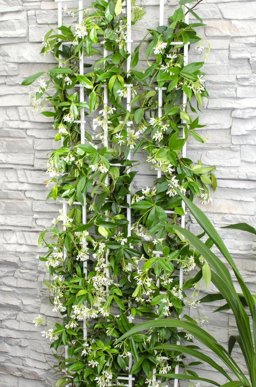 Star Jasmine - Sæt Med 2 Jasminer