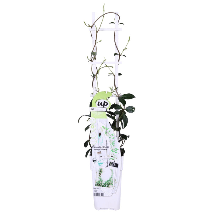 Star Jasmine - Sæt Med 2 Jasminer