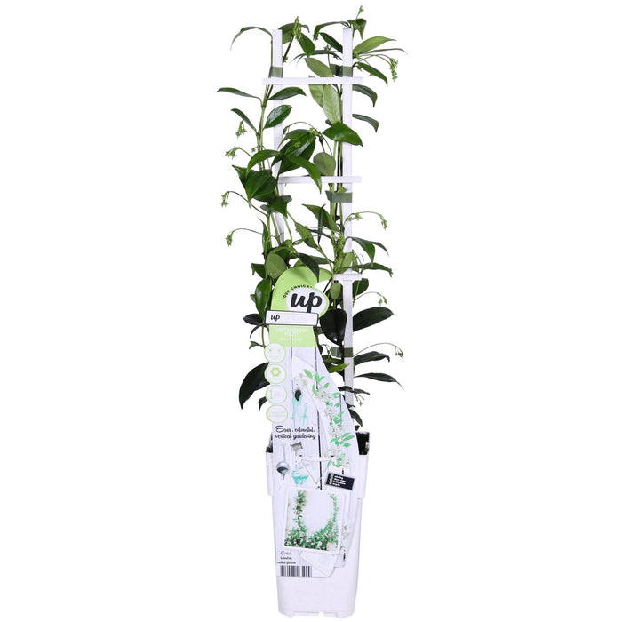 Star Jasmine - Sæt Med 2 Jasminer