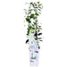 Star Jasmine - Sæt Med 2 Jasminer