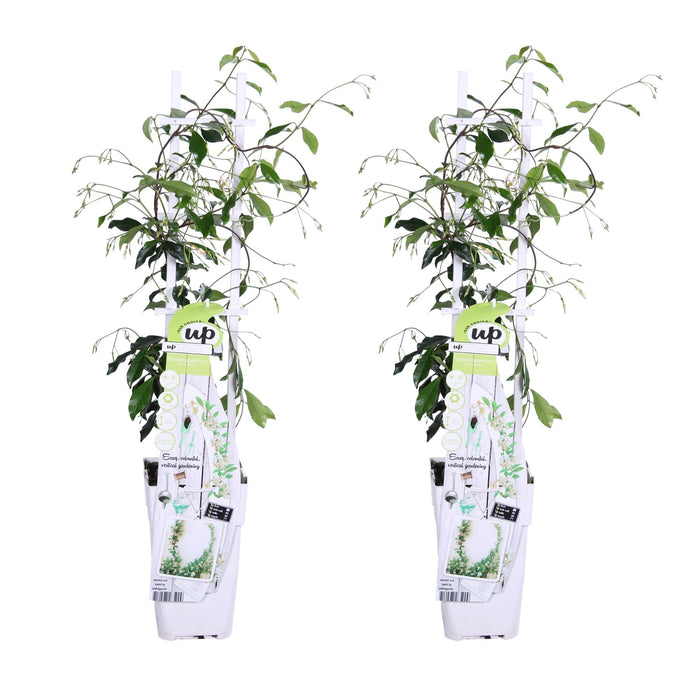 Star Jasmine - Sæt Med 2 Jasminer