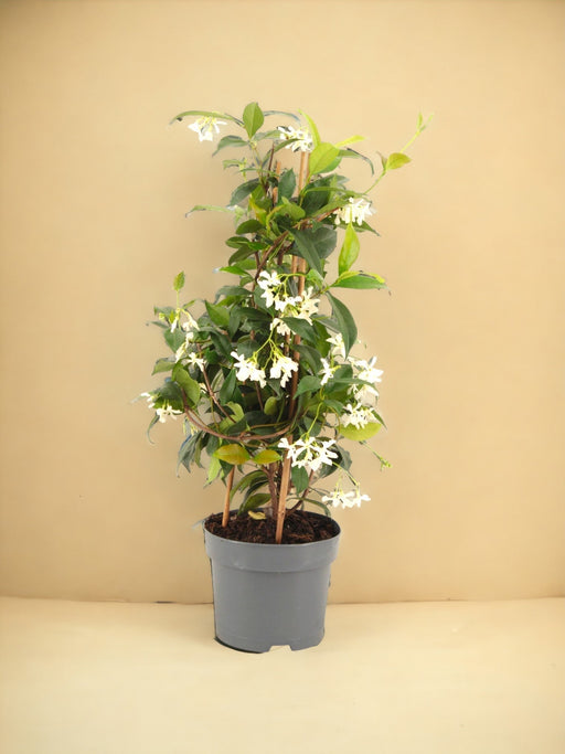 Stjerne Jasmin Pyramid D15Cm H50Cm