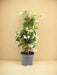 Stjerne Jasmin Pyramid D15Cm H50Cm