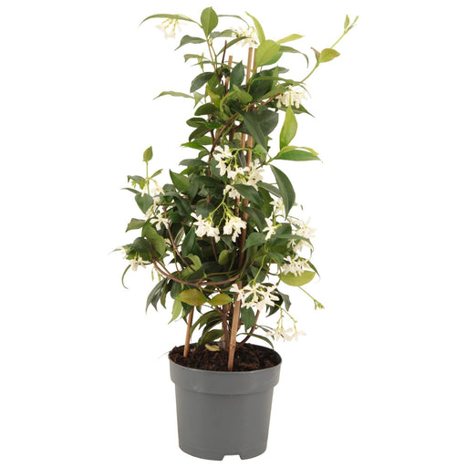 Stjerne Jasmin Pyramid D15Cm H50Cm
