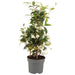 Stjerne Jasmin Pyramid D15Cm H50Cm