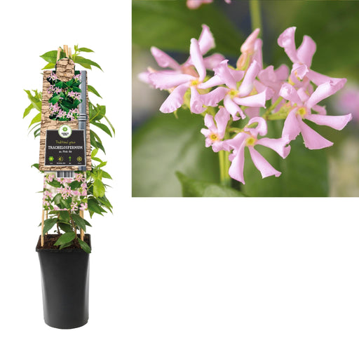 Stjerne Jasmin Pink D17Cm H75Cm