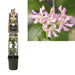 Stjerne Jasmin Pink D23Cm H115Cm