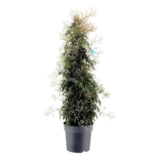 Jasmin Pyramide
