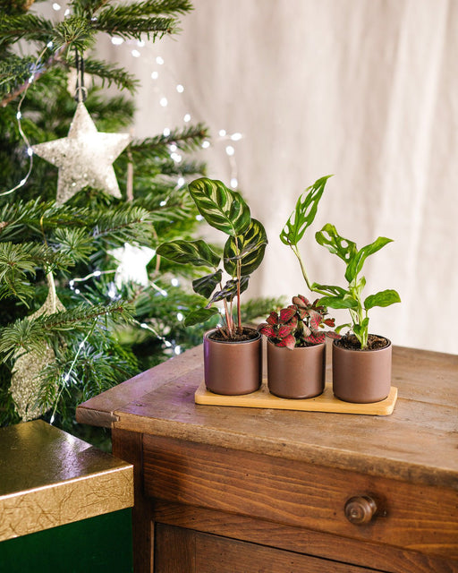 Jungle Family - Sæt Med 3 Babyplanter