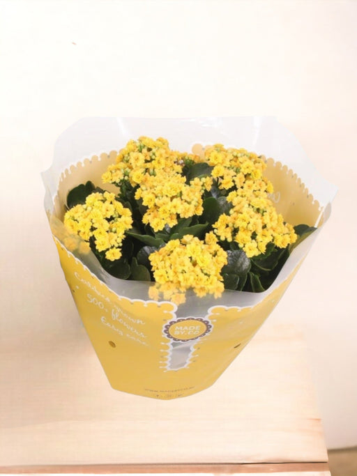 Kalanchoe Dobbelt Gul D23Cm H27Cm
