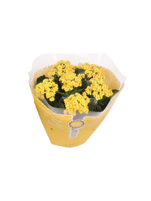 Kalanchoe Dobbelt Gul D23Cm H27Cm