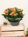 Kalanchoe Double Orange D23Cm H27Cm