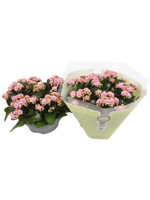 Kalanchoe Double Pink D23Cm H27Cm