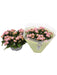 Kalanchoe Double Pink D23Cm H27Cm