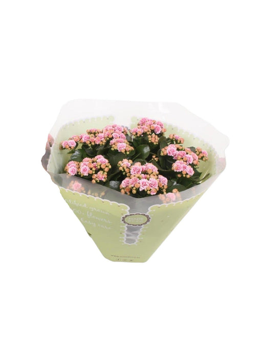 Kalanchoe Double Pink D23Cm H27Cm