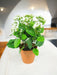 Kalanchoe - Kunstig Grøn Plante