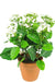 Kalanchoe - Kunstig Grøn Plante