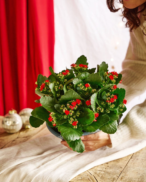 Rød Kalanchoe - Juledekoration