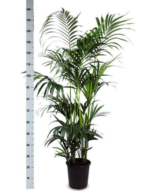 Kentia Palm Og Hendes Gryde