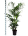 Kentia Palm Og Hendes Gryde