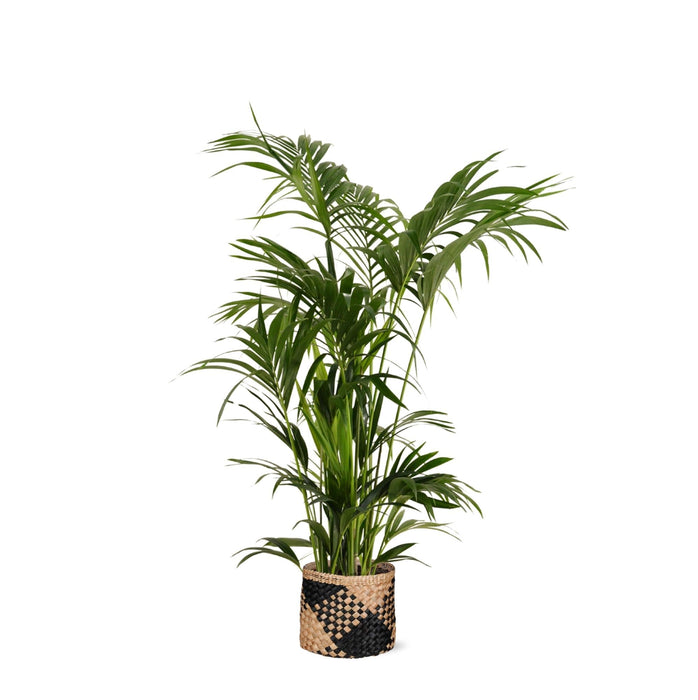 Kentia Palm Og Hendes Gryde