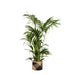 Kentia Palm Og Hendes Gryde