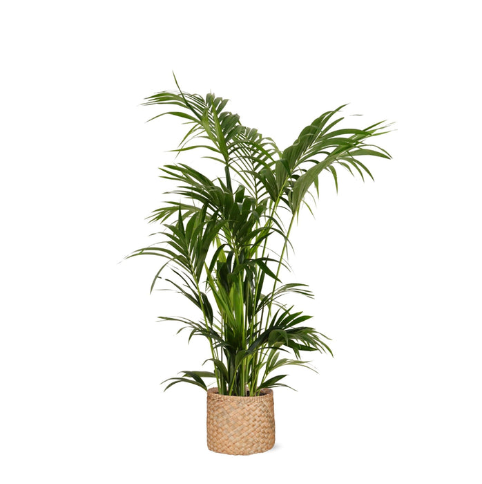 Kentia Palm Og Hendes Gryde
