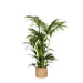 Kentia Palm Og Hendes Gryde