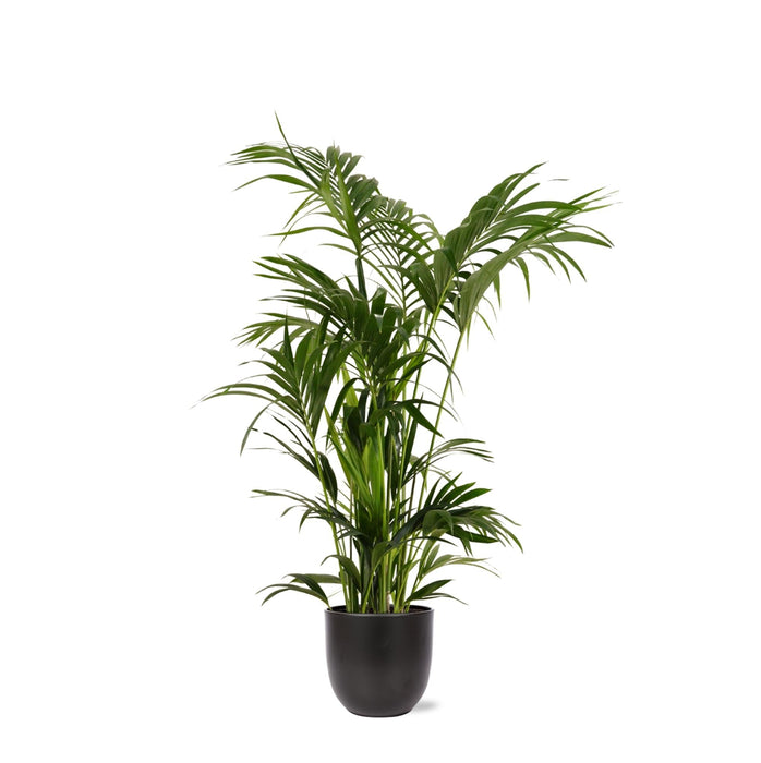 Kentia Palm Og Hendes Gryde
