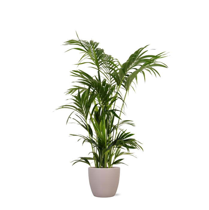 Kentia Palm Og Hendes Gryde