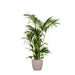 Kentia Palm Og Hendes Gryde