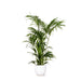 Kentia Palm Og Hendes Gryde