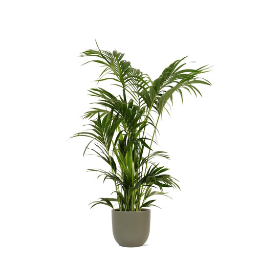 Kentia Palm Og Hendes Gryde