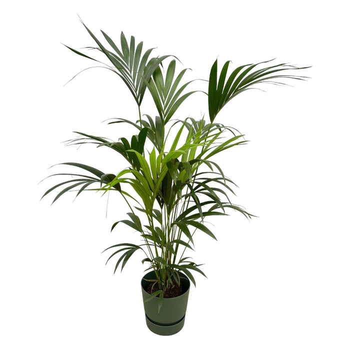 Kentia Palm Inclusive Elho Greenville Rund Grøn - 160Cm - Ø30