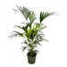 Kentia Palm Inclusive Elho Greenville Rund Grøn - 160Cm - Ø30