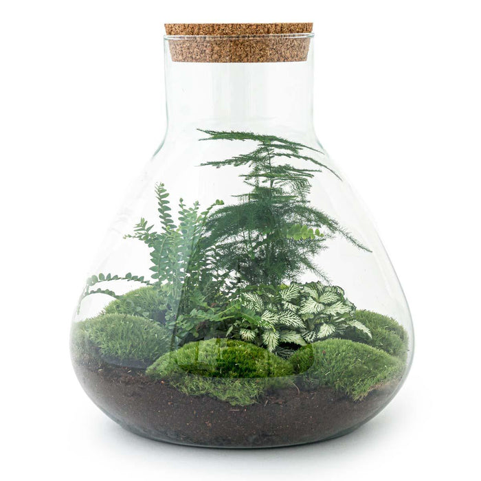 Gør-Det-Selv Terrariumsæt 3 Planter - Samos