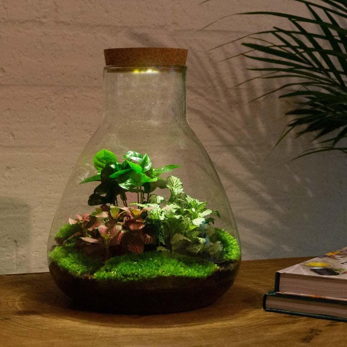 Gør-Det-Selv Terrariumsæt 3 Planter - Samos