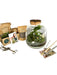 DIY Terrarium Kit - Acapulco & Son Tool Kit
