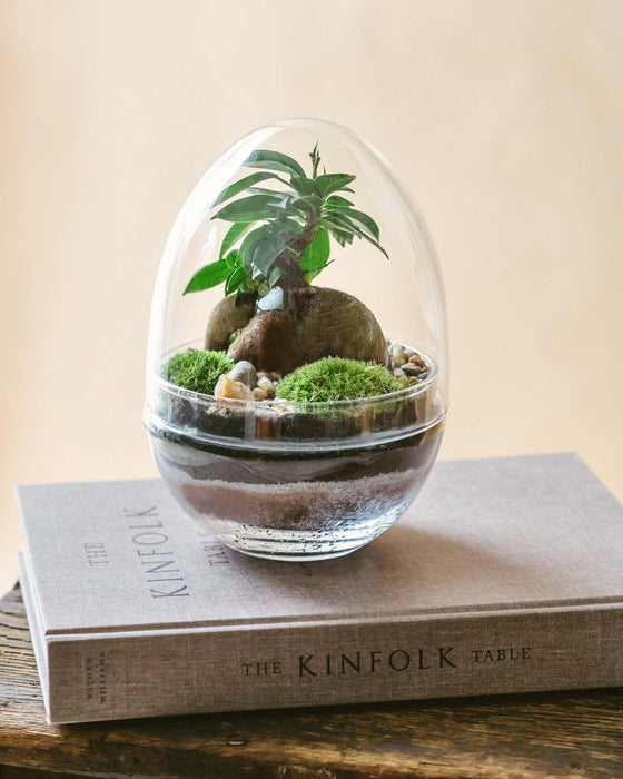 DIY Terrarium Kit - Bohol