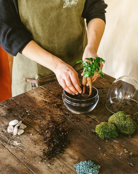 DIY Terrarium Kit - Bohol