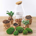 DIY Terrarium Kit - Doorn