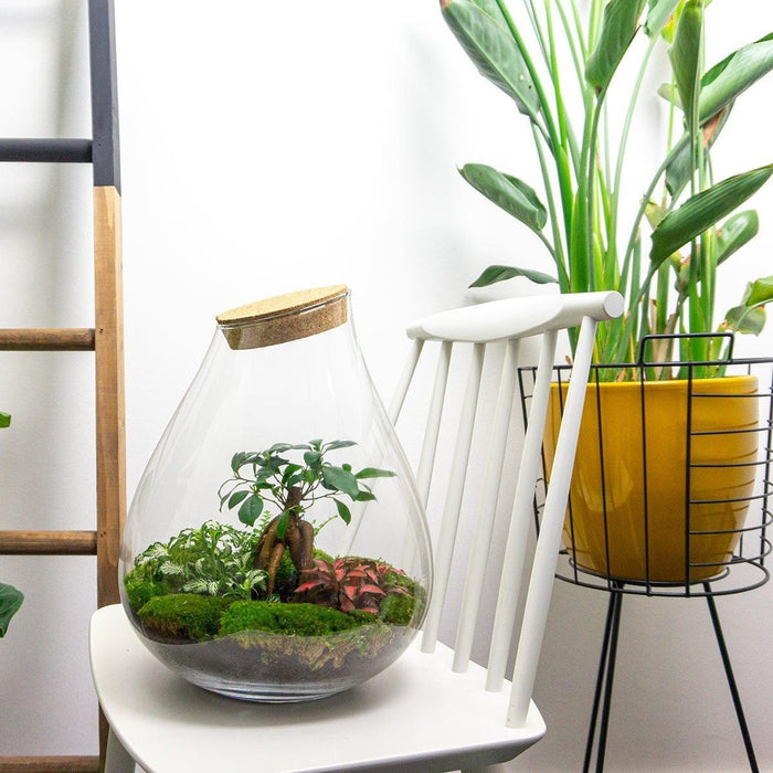 DIY Terrarium Kit - Doorn
