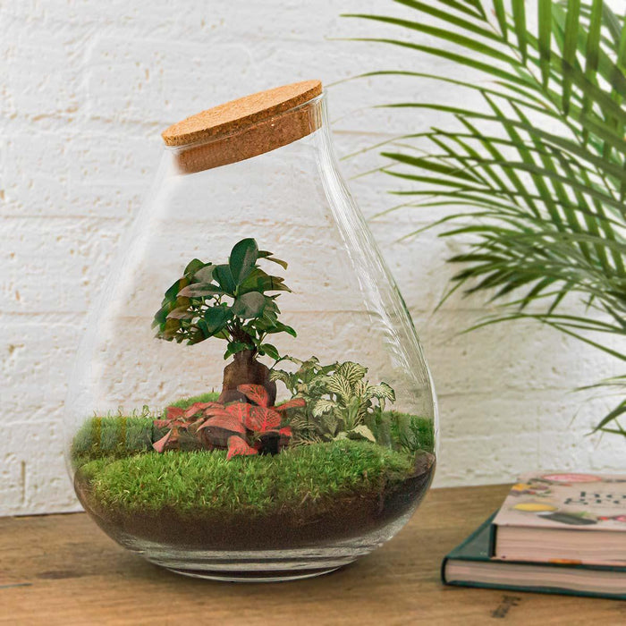 DIY Terrarium Kit - Doorn