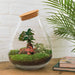 DIY Terrarium Kit - Doorn