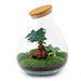 DIY Terrarium Kit - Doorn
