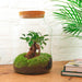 DIY Terrarium Kit - Mila
